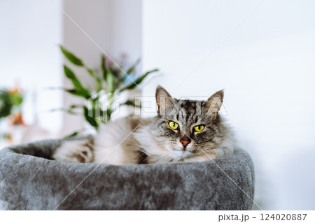 domestic gray fluffy cat enjoying sleep in comfortable cat tree 124020887