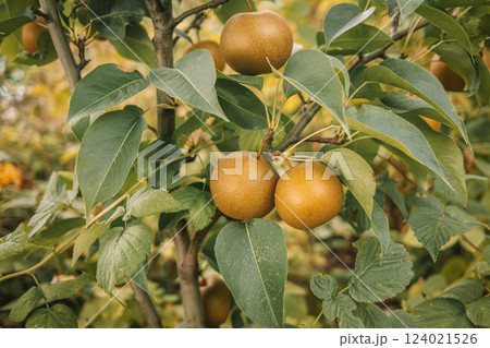 Nashi Pyrus pyrifolia - ripe asian Japanese Korean pears hanging tree in garden 124021526