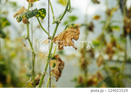 Spoiled Cucumber Branches Affected By Phytophthora In Greenhouse. Late Blight Spoiled Cucumber Branches Affected By Phytophthora In Greenhouse. Late Blight 124021529