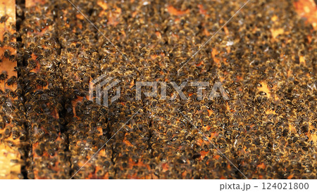 Swarm of bees bustling around their hive on a sunny afternoon in a backyard garden Swarm of bees bustling around their hive on a sunny afternoon in a backyard garden 124021800