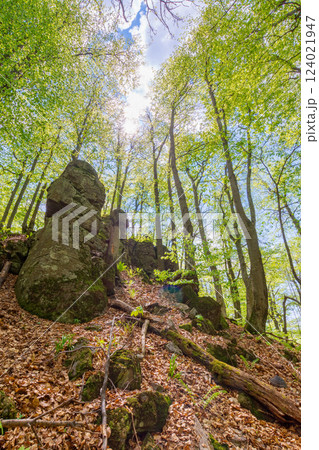 forest nature in summer. deciduous tree in green foliage. environment background of beech woodland with branch under sky. rock on the hill 124021947