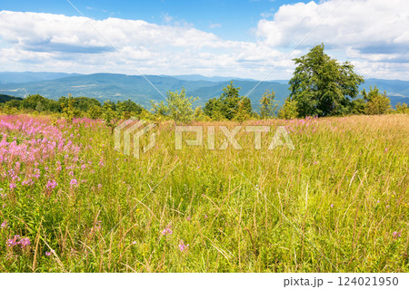 mountain landscape with fireweed flower. outdoor nature in summer under blue sky. forest in the background behind field of grass. green travel scenery with meadow and scenic view on a bright day 124021950