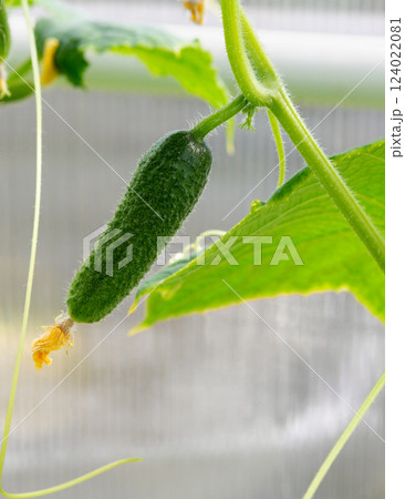Cucumber growing close-up in a greenhouse. Cucumber growing close-up in a greenhouse. 124022081