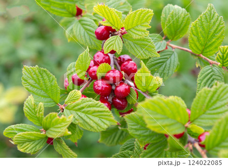Cherry bush on summer sunny day. Korean cherry, mountain cherry. 124022085