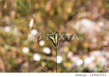 Papilio Machaon butterfly on a flower with a blurred background Papilio Machaon butterfly on a flower with a blurred background 124022531
