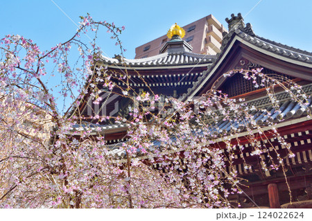 頂法寺の枝垂れ桜 124022624