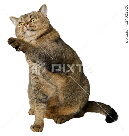 Adult gray cat sitting on isolated background and stretching paw forward Adult gray cat sitting on isolated background and stretching paw forward 124022629
