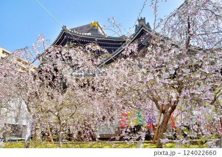 頂法寺の枝垂れ桜 124022660