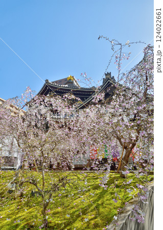 頂法寺の枝垂れ桜 124022661