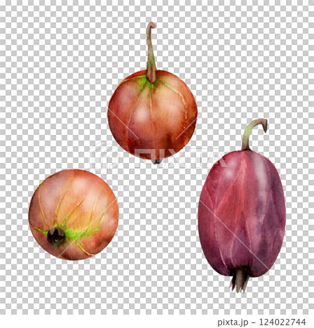 Gooseberry Currant fruit hand drawn in watercolor, garden berry huckleberry juneberry casseille jostaberry. Botanical isolated closeup illustration. Restaurant cafe menu, farmers market, organic food 124022744