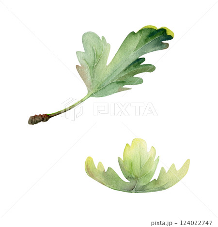 Green leaves of bush tree plant flower, foliage hand drawn in watercolor. Gooseberry oak currant sycamore poplar. Isolated botanical illustration. Scrapbooking decoupage, wedding florist, cosmetics Green leaves of bush tree plant flower, foliage hand drawn in watercolor. Gooseberry oak currant sycamore poplar. Isolated botanical illustration. Scrapbooking decoupage, wedding florist, cosmetics 124022747