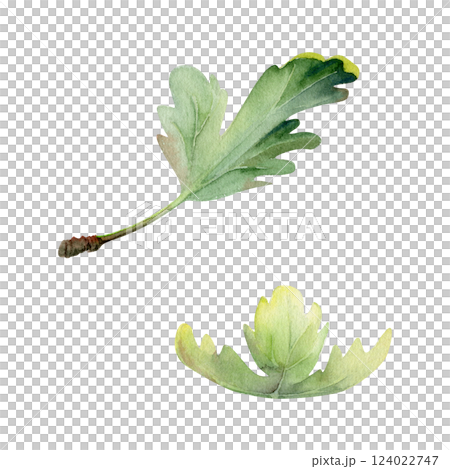 Green leaves of bush tree plant flower, foliage hand drawn in watercolor. Gooseberry oak currant sycamore poplar. Isolated botanical illustration. Scrapbooking decoupage, wedding florist, cosmetics Green leaves of bush tree plant flower, foliage hand drawn in watercolor. Gooseberry oak currant sycamore poplar. Isolated botanical illustration. Scrapbooking decoupage, wedding florist, cosmetics 124022747