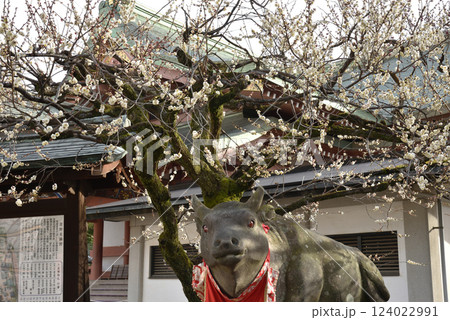 早春の天神さん　白梅となで牛(京都市上京区) 124022991