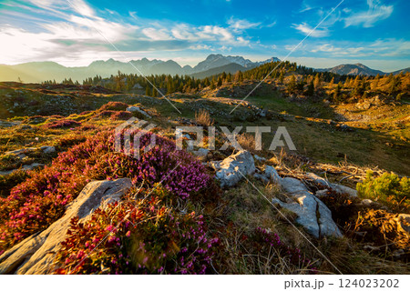 Heather flowers blooming at sunset, Velika Planina, Kamnic, Slovenia, Easter sunny landscape 124023202