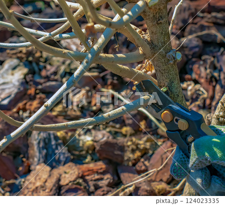 Gardening in early spring. Pruning tree branches with scissors. 124023335