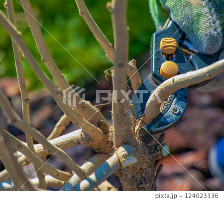 Gardening in early spring. Pruning tree branches with scissors. A gardener trims branches of an old tree with hand pruners. Gardening in early spring. Pruning tree branches with scissors. A gardener trims branches of an old tree with hand pruners. 124023336