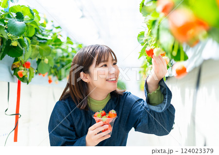 イチゴ狩りをする女性 いちご狩りをする女性 イチゴ狩りをする女性 いちご狩りをする女性 124023379