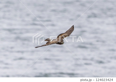 河川敷を飛翔するハイイロチュウヒのメス 河川敷を飛翔するハイイロチュウヒのメス 124023424