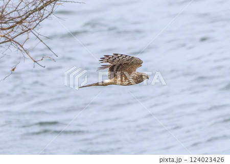 河川敷を飛翔するハイイロチュウヒのメス 124023426