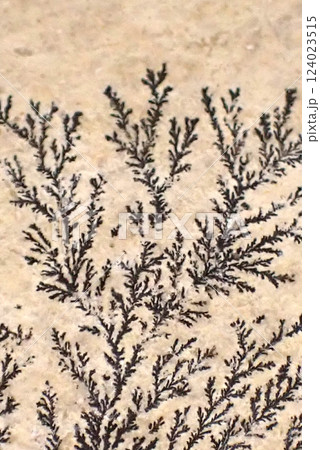 しのぶ石のクローズアップ しのぶ石のクローズアップ 124023515