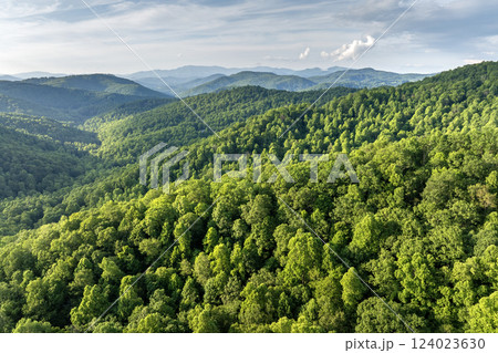 Mountain forest with green canopies in summertime season. North Carolina wild woods nature in summer 124023630