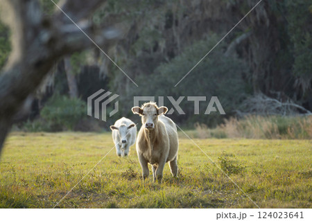 Milk cows grazing on green farm pasture on summer day. Feeding of cattle on farmland grassland 124023641