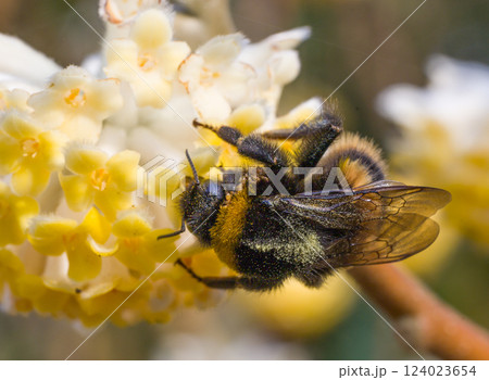 Bumblebee sitting on Yellow Flower Bumblebee sitting on Yellow Flower 124023654