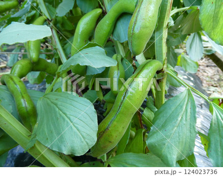 家庭菜園で育てる、そら豆の畑の写真 124023736