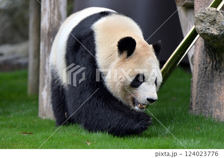 お散歩中の彩浜 124023776