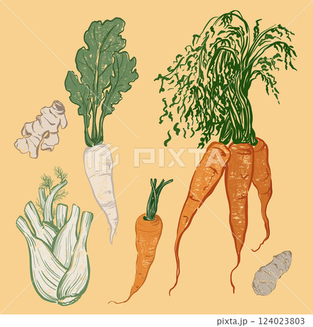 Vector vegetable doodle set of Jerusalem artichoke, ginger, daikon and carrot. Hand-drawn garden harvest sketch with vintage texture. Tasty food for design, veggie market drawing print, background. 124023803