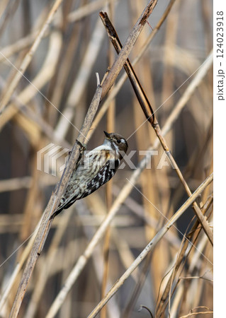 バードウォッチング　コゲラ 124023918