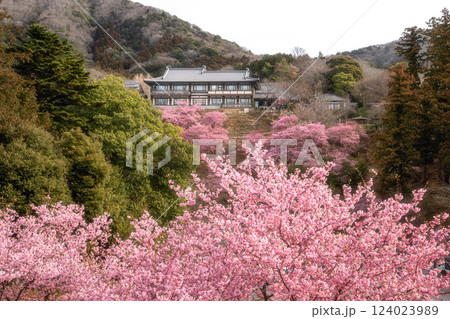茨城県桜川市　雨引観音の河津桜 124023989