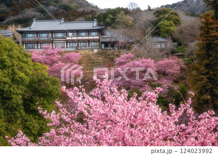 茨城県桜川市　雨引観音の河津桜 124023992