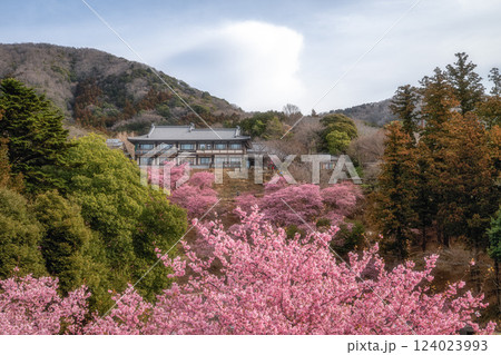茨城県桜川市　雨引観音の河津桜 124023993