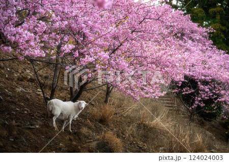 茨城県桜川市 雨引観音の河津桜と放し飼いのヤギ 茨城県桜川市 雨引観音の河津桜と放し飼いのヤギ 124024003
