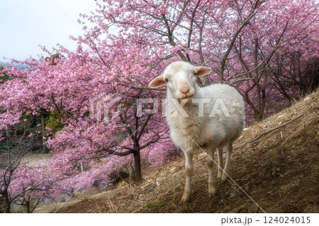 茨城県桜川市 雨引観音の河津桜と放し飼いのヤギ 茨城県桜川市 雨引観音の河津桜と放し飼いのヤギ 124024015