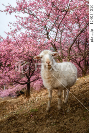 茨城県桜川市　雨引観音の河津桜と放し飼いのヤギ 124024016