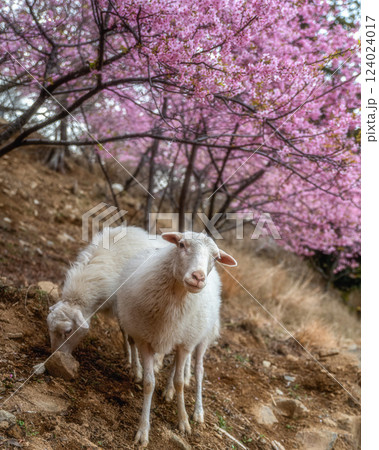 茨城県桜川市　雨引観音の河津桜と放し飼いのヤギ 124024017