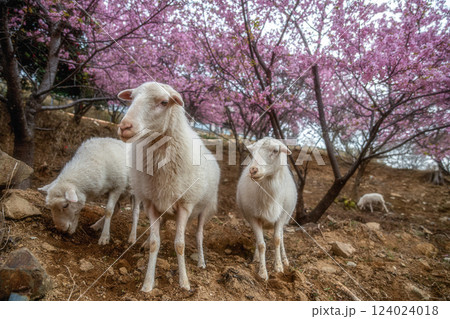 茨城県桜川市　雨引観音の河津桜と放し飼いのヤギ 124024018