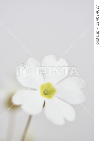 プリムラシネンシス プリムラシネンシス 124024027