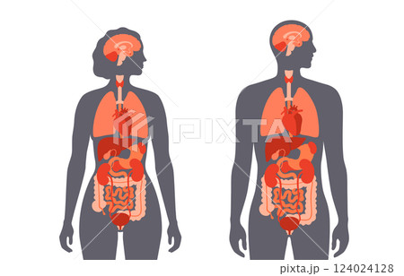 Human internal organs 124024128