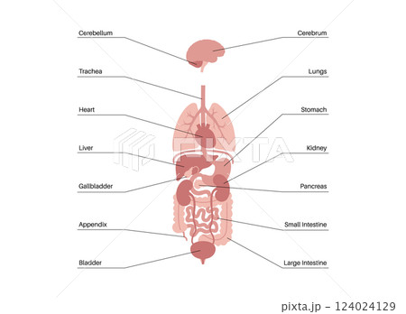 Human internal organs 124024129