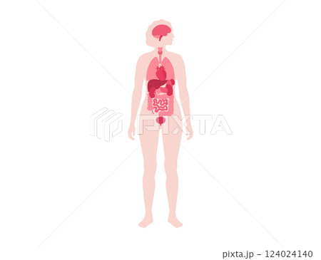 Human internal organs 124024140