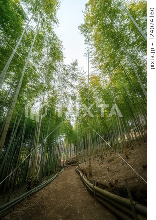 奥へと続く竹林と細道 奥へと続く竹林と細道 124024160
