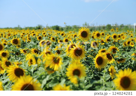 大牟田市 ひまわり畑、 大牟田市 ひまわり畑、 124024281