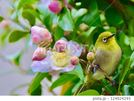 　ツバキの花の蜜を吸いに来たメジロ。 124024293