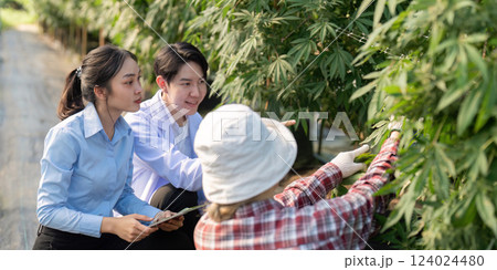 Researching cannabis cultivation techniques outdoor greenhouse educational content agricultural environment close up viewpoint Researching cannabis cultivation techniques outdoor greenhouse educational content agricultural environment close up viewpoint 124024480