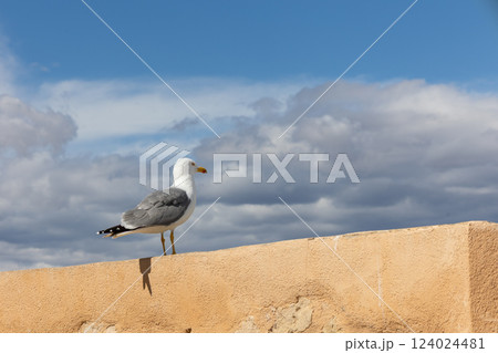 Seagull on stone wall against cloudy blue sky background 124024481