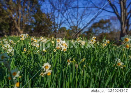 光を浴びて輝く満開のスイセンの花 光を浴びて輝く満開のスイセンの花 124024547
