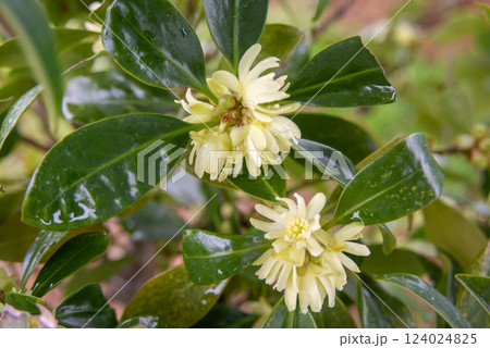 春の樒の花 124024825
